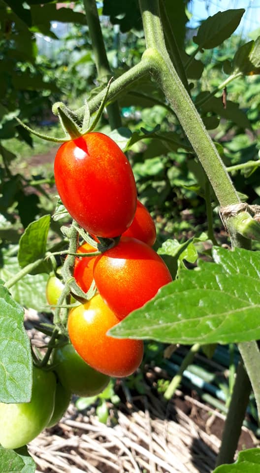 トマトの脇芽の香